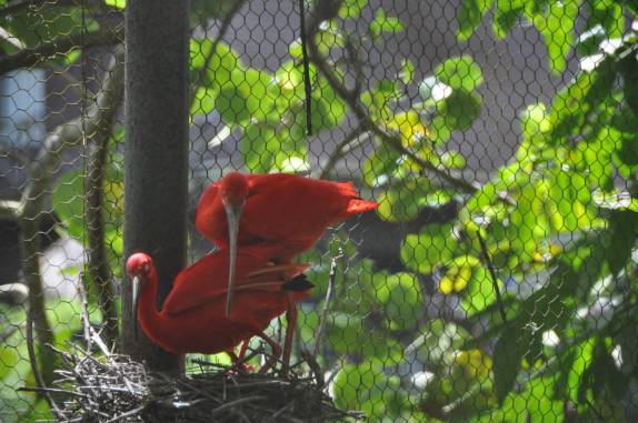 Guarás na reserva de Pointe-à-Pierre, próximo à San Fernando, em Trinidad e Tobago